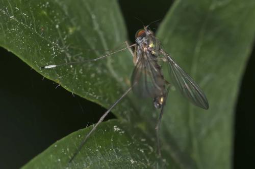 Sciapus platypterus