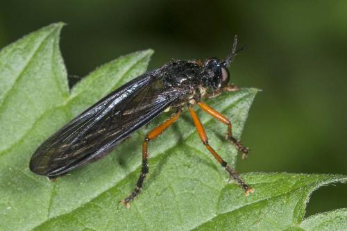 Dioctria oelandica