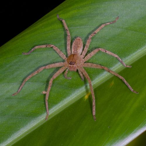 Réf. 140 235 : Heteropoda sp.