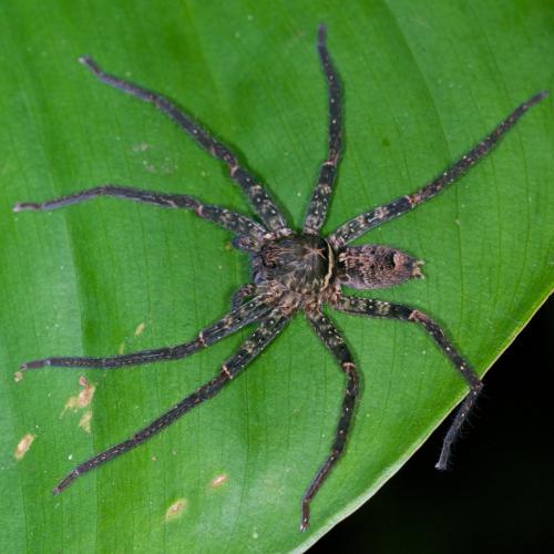 Réf. 140 726 : Heteropoda sp.