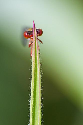Ceriagrion tenellum