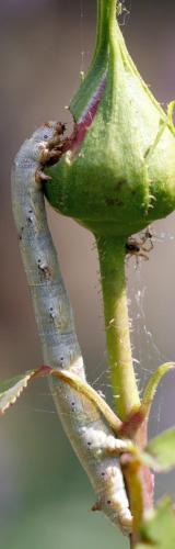 Colotois pennaria