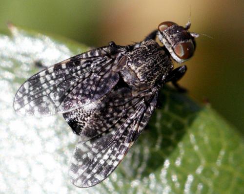 Réf. 140 804 : Platystoma seminationis