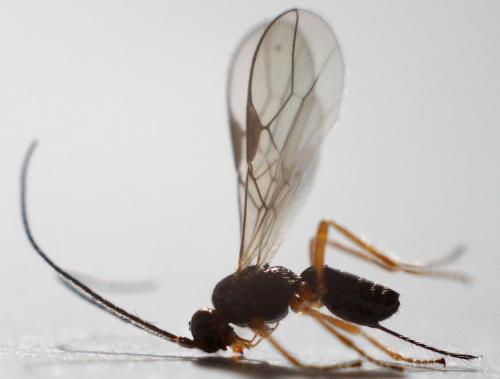 Réf. 140 679 : Alysiinae inconnu
