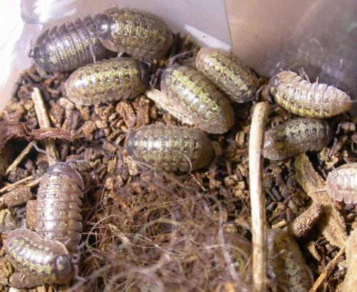 Armadillidium sordidum