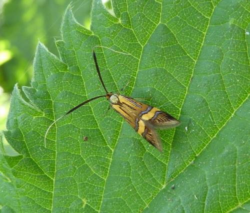Réf. 140 515 : Nemophora degeerella
