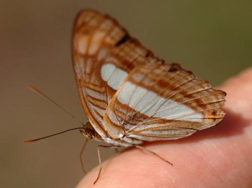 Adelpha iphiclus