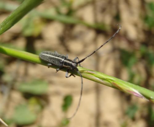 Agapanthia sp.