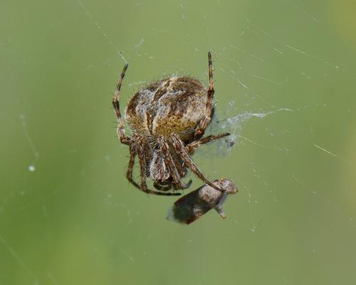 Réf. 140 016 : Agalenatea redii