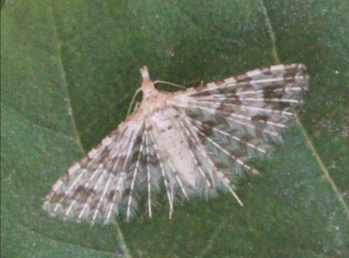 Réf. 140 585 : Alucita sp.