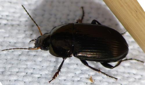 Réf. 140 895 : Amara ovata