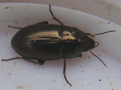 Réf. 140 243 : Amara aenea