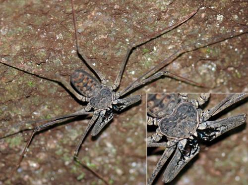 Heterophrynus sp.