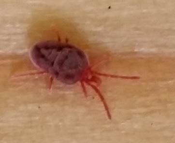 Réf. 140 331 : Allothrombium sp.