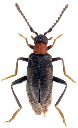 Anidorus sanguinolentus