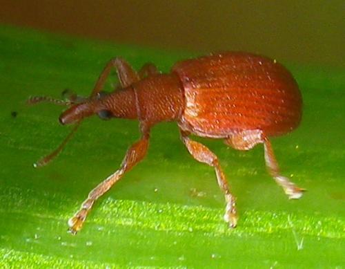 Apion frumentarium