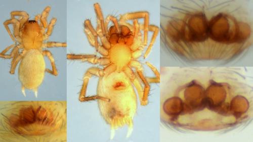 Hahnia helveola