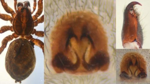 Trochosa spinipalpis
