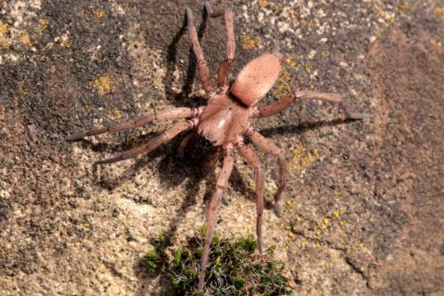 Réf. 140 146 : Drassodes sp.