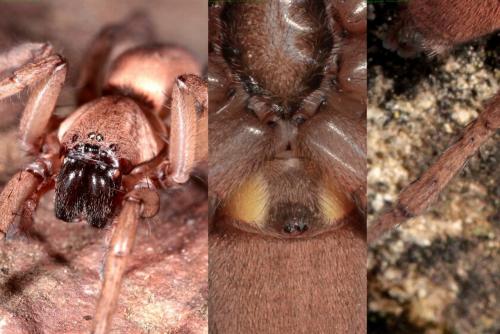 Drassodes sp.
