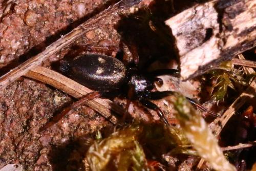 Callilepis sp.