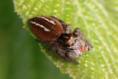 Philaeus chrysops