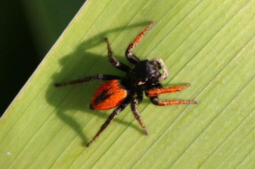 Philaeus chrysops