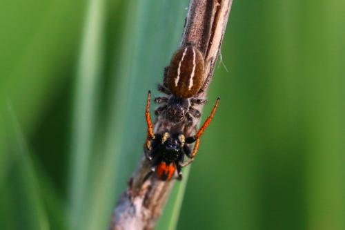 Philaeus chrysops