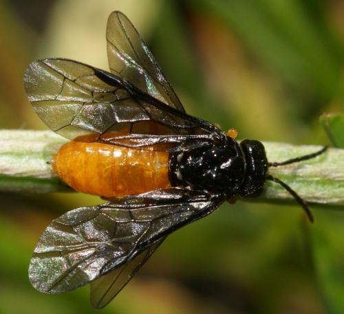 Réf. 140 041 : Monophadnus spinolae