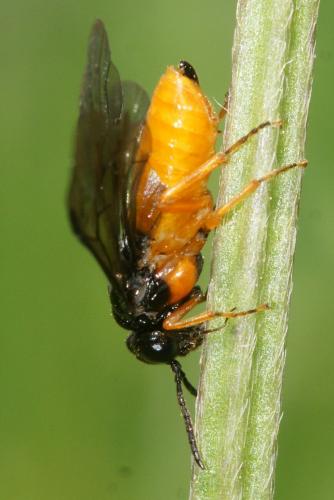 Réf. 140 042 : Monophadnus spinolae