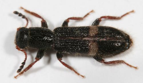 Tarsostenus univittatus