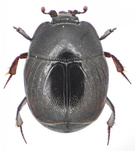 Réf. 140 293 : Hypocaccus rubripes