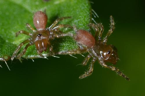 Atypus sp.