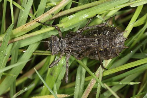 Réf. 140 654 : Epitheca bimaculata