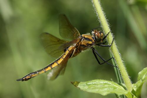 Réf. 140 651 : Epitheca bimaculata
