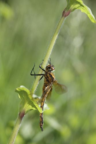 Réf. 140 652 : Epitheca bimaculata