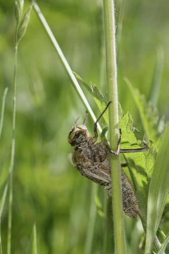 Réf. 140 643 : Epitheca bimaculata