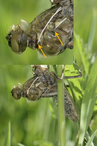 Réf. 140 706 : Epitheca bimaculata