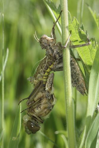 Réf. 140 645 : Epitheca bimaculata