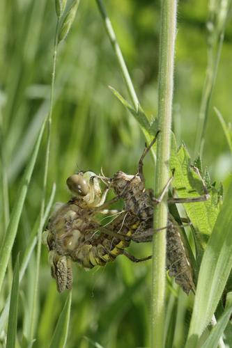 Réf. 140 646 : Epitheca bimaculata