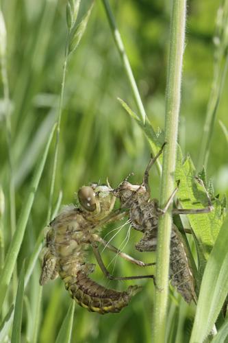 Réf. 140 648 : Epitheca bimaculata