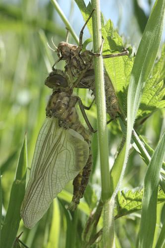 Réf. 140 649 : Epitheca bimaculata