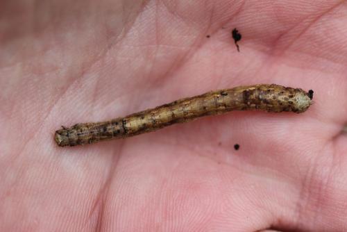Réf. 140 729 : Angerona prunaria