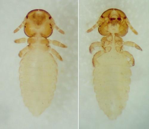 Werneckiella equi
