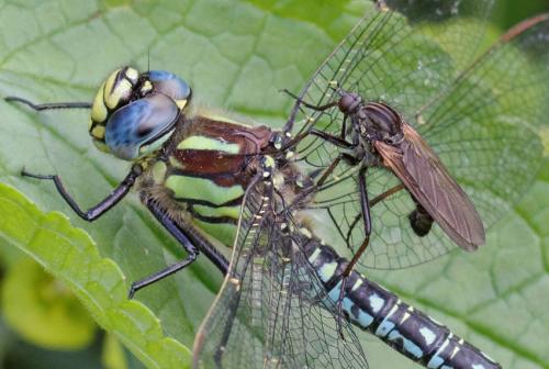 Réf. 140 763 : Empis tessellata