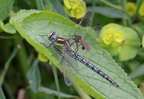 Réf. 140 920 : Brachytron pratense