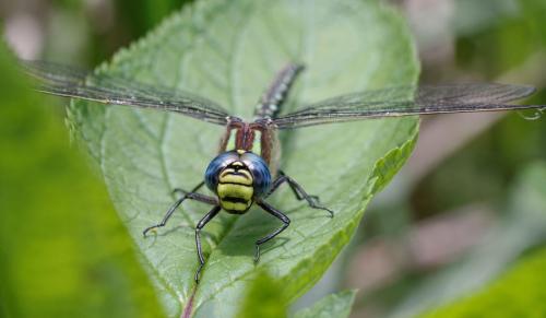 Réf. 140 930 : Brachytron pratense