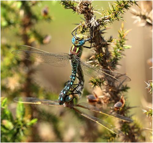 Brachytron pratense