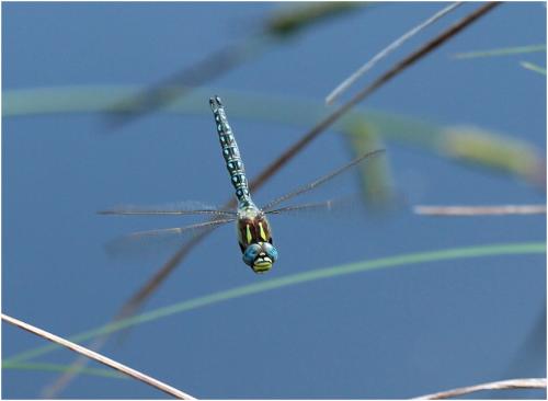 Brachytron pratense