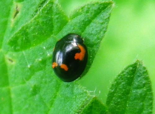 Exochomus quadripustulatus